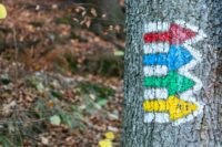 Ein Baumstamm, der mit nach rechts zeigenden roten, blauen, grünen und gelben Pfeilen markiert ist. Diese symbolisieren das Änderungsmanagement, da sie in einer Waldlandschaft mit trockenen Blättern auf dem Boden unterschiedliche Wegrichtungen anzeigen. - RUF Beratung - Ihre Contact Center Berater